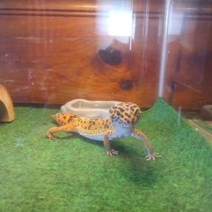 Meet your Posher, Richard's handyman service